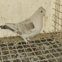 کفتر بلژیکی وشازده زرد زیبا|پرنده|تهران, انبار نفت|دیوار