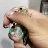 جوجه سهره