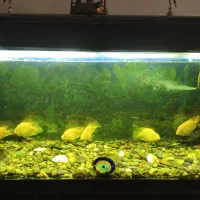 ماهی پرت و بوفالو|ماهی|اصفهان, شهید رجایی|دیوار