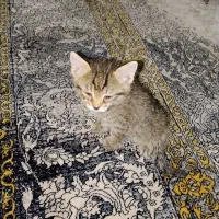 بچه گربه شیطون
