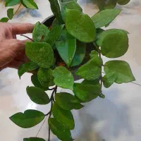 هویا پیچ مومی ساکولنت رونده آویزی برگ ضخیم|گل و گیاه طبیعی|قم, نیروگاه|دیوار