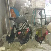 خروس|حیوانات مزرعه|اهواز, عین ۲|دیوار