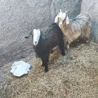 بز غاله جوان چاق