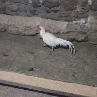 فروش خروس لاری سفید ۳ونیم میلیون بچه ها۲میلیون