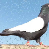 سادهاده هفت رنگ و سینه  در مشهد