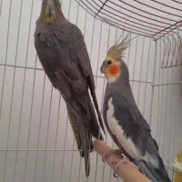 جفت عروس هلندی مولد