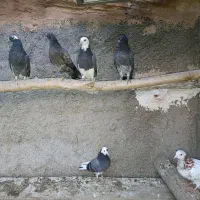 جوجه پرشی|پرنده|پاکدشت, پارچین|دیوار