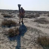 شتر ماده