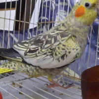 عروس هلندی مرواریدی