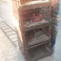قفس پرنده