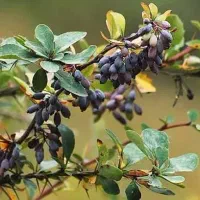 نهال زرشک|گل و گیاه طبیعی|جلگه ماژان, |دیوار