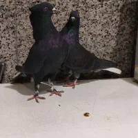 زاغ دم سفید نر و ماده|پرنده|تهران, شهرک طالقانی|دیوار