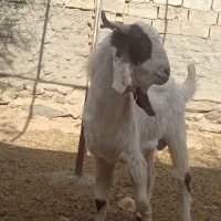 چبش دورگ پاکستانی|حیوانات مزرعه|گزیک, |دیوار