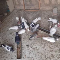 فروش کبوتر