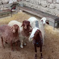 میش و بره|حیوانات مزرعه|سیوان, |دیوار