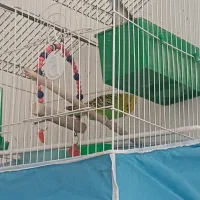 مرغ عشق نر و ماده