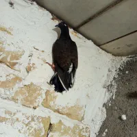 کفتر|پرنده|مشهد, محمدآباد|دیوار