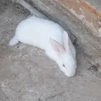 خرگوش سفید
