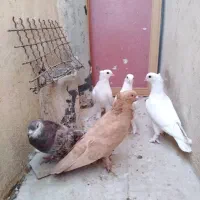 کفتر رنگی درجه یک|پرنده|قم, دورشهر|دیوار