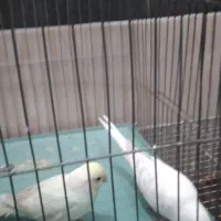 مرغ عشق|پرنده|پیرانشهر, |دیوار