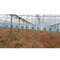 فروش زیر قیمت گلخانه یک هکتاری با طراحی اسپانیایی