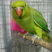 طوطی ملنگو ماده بافت عروس هلندی