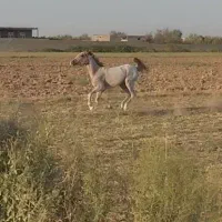 اسب سواری|اسب و تجهیزات اسب‌سواری|میاندوآب, |دیوار