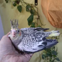 فروش عروس هلندی|پرنده|بندر انزلی, آخرخط|دیوار