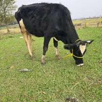 دورگ هلشتاین (جوان) با گوساله نر سیمینتال|حیوانات مزرعه|رشت, سعدی (تختی)|دیوار