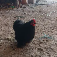 مرغ زینتی تخم گذار