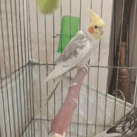 عروس هلندی جفت مولد سرحال و دستی|پرنده|ری, علایین|دیوار