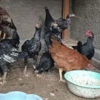 جوجه و مرغ لاری|حیوانات مزرعه|نوشهر, |دیوار