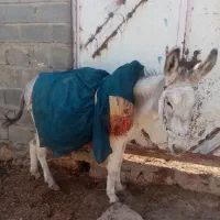 فروش الاغ گوسفندی سن تقریبعلا 6 سال|حیوانات مزرعه|شیروان (خراسان), |دیوار