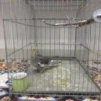 عروس پاریس ۸ ماهه سینامون نیمه دستی