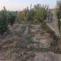 فروش-باغ-600متری-چهار-دیواری-بادرخت-مدارک-کامل