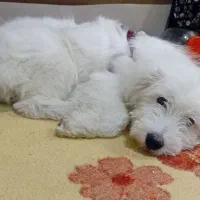 سگ شیتزوتریر