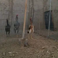 جوجه لاری اوشامو