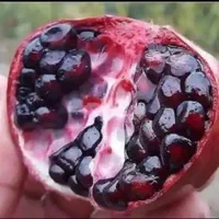 نهال  پیوندی گلدانی  قوی در نهالستان یاس نسترن