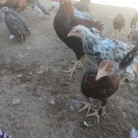 وارگ وکلشیر کوردی|حیوانات مزرعه|حمیل, |دیوار