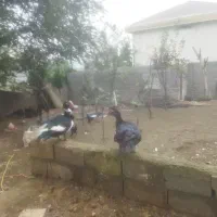 اوردک خارجی مرغ و خروس تخم گذار|حیوانات مزرعه|شیرگاه, |دیوار