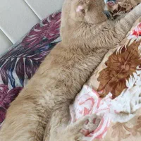 گربه نر اسکاتیش