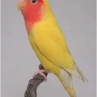 جفت کوتوله مولد