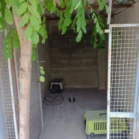 پانسیون سگ|لوازم جانبی حیوانات|ارطه, |دیوار