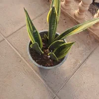 گل خانه باران گل های آپارتمانی|گل و گیاه طبیعی|قزوین, |دیوار