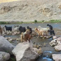 سلام  10 عدد بز داشتی. دارم هر عزیزی خاست در خدمتم