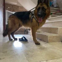 سگ ژرمن اصل شیبدار بی نقص