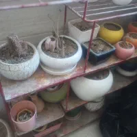 گل وگلدان