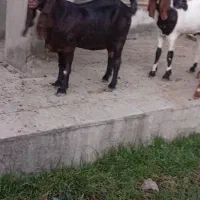 فروش تروشت وبزکامبوری اصیل