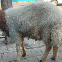 ذبح سلاخی گاو گوسفند