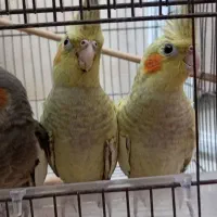سه تا جوجه عروس|پرنده|صومعه‌سرا, |دیوار